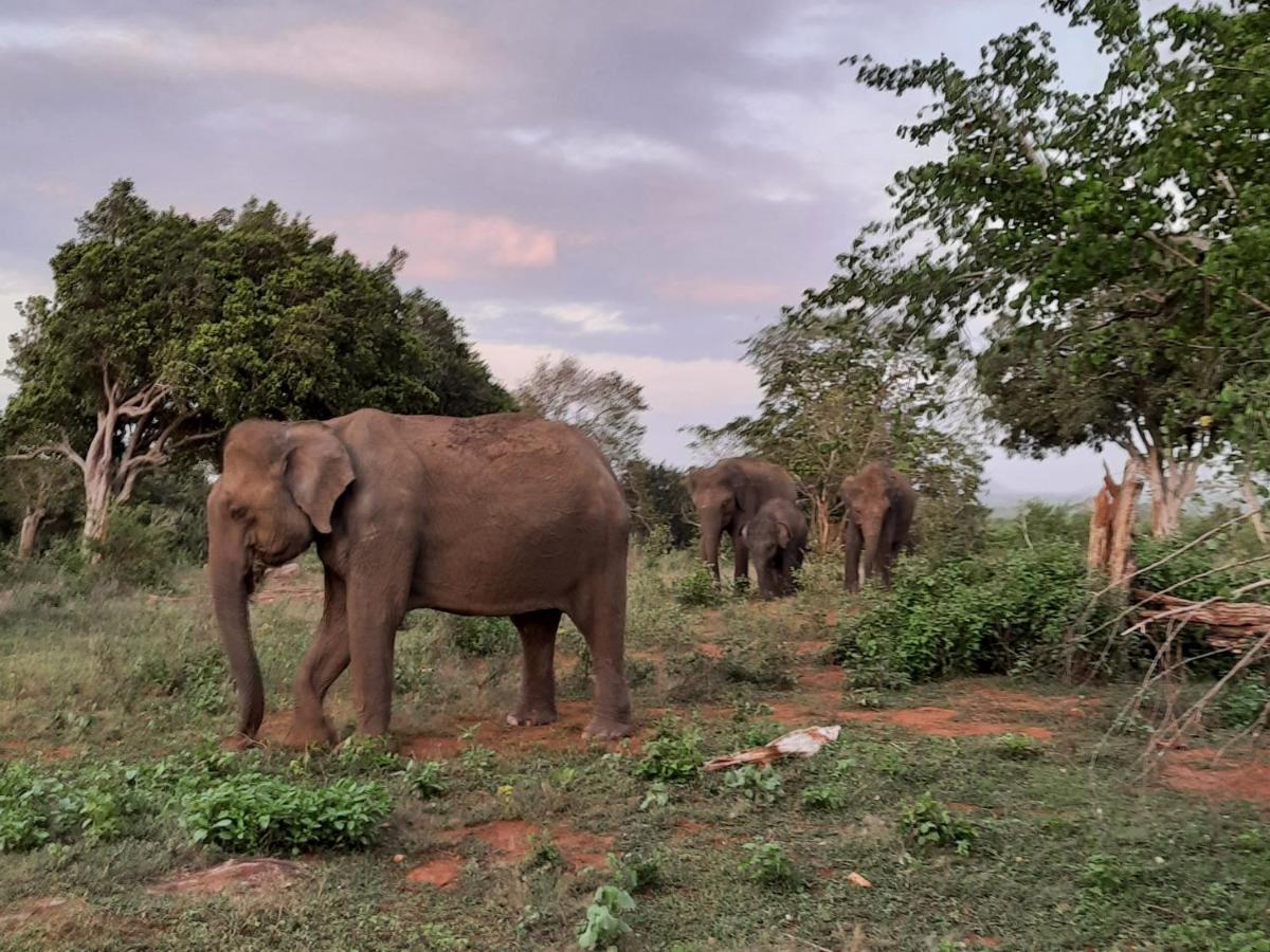 Elephant Lodge ウダワラウェ エクステリア 写真