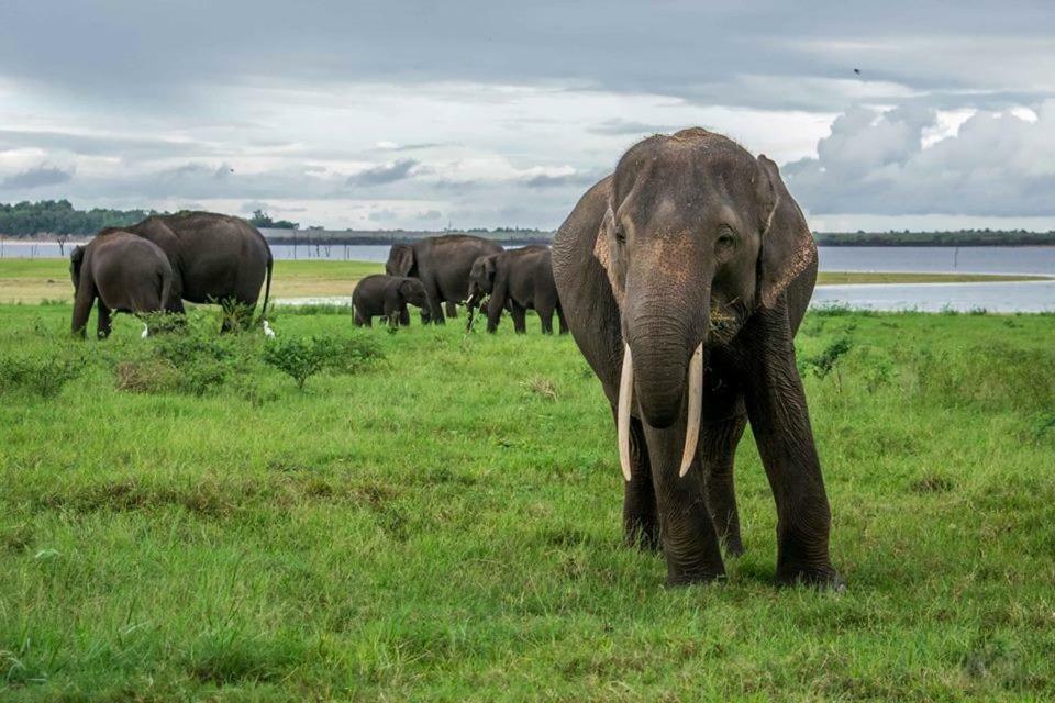 Elephant Lodge ウダワラウェ エクステリア 写真