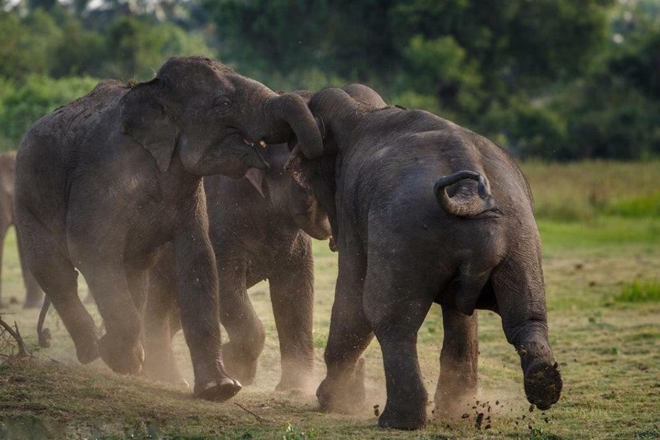 Elephant Lodge ウダワラウェ エクステリア 写真