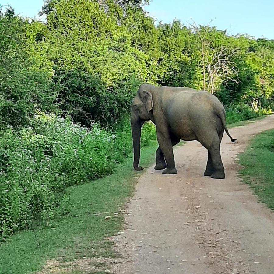 Elephant Lodge ウダワラウェ エクステリア 写真